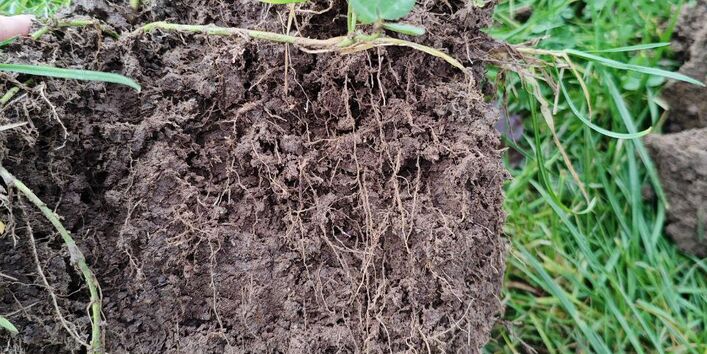 Spatenaushub eines humusreichen Bodens auf Grünland.