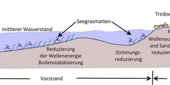 Schematische Darstellung der kummulativen Wirkung von alternativen Küstenschutzmaßnahmen.
