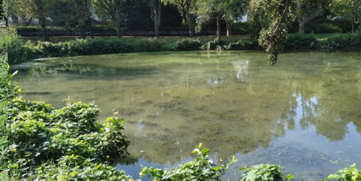 Blick auf Teichfläche - milchiges Erscheinungsbild des Wassers