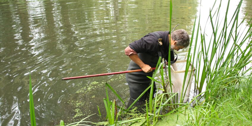 Untersuchung von Insekten am Gewässer