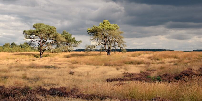 Dry Heath Ecosystem in a Dutch National Park
